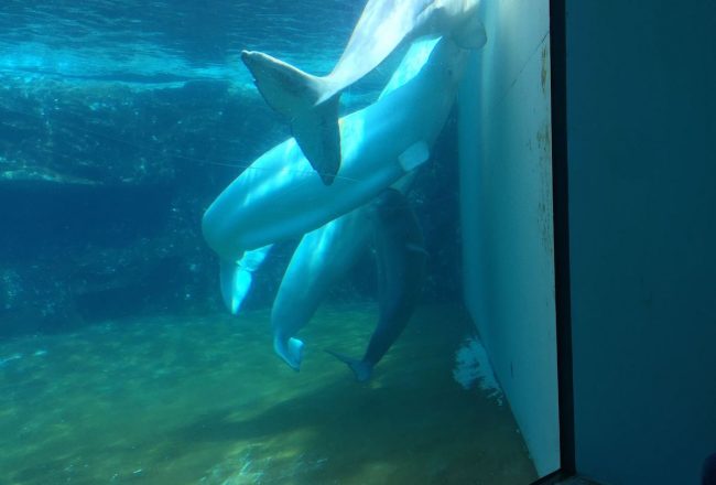 Beluga whales in captivity, Marineland, Canada