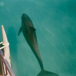 Wild bottlenose dolphin, Key West, Florida.