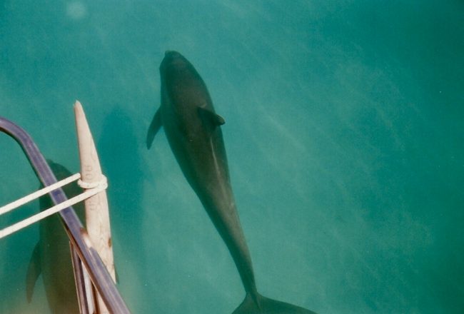 Wild bottlenose dolphin, Key West, Florida.