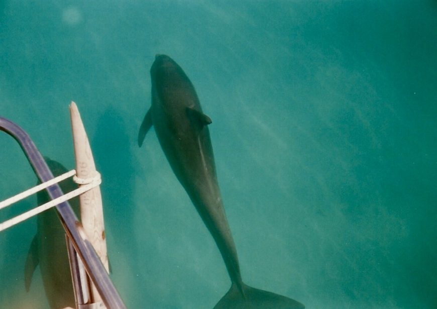 Wild bottlenose dolphin, Key West, Florida.
