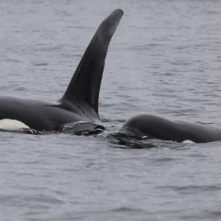 Wild orcas, British Columbia, Canada
