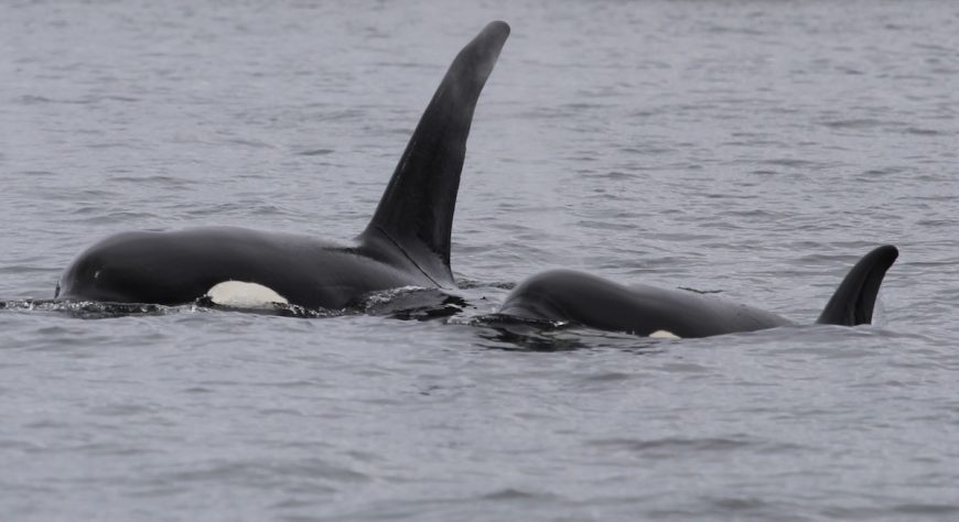 Wild orcas, British Columbia, Canada