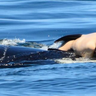 Tahlequah and her dead calf