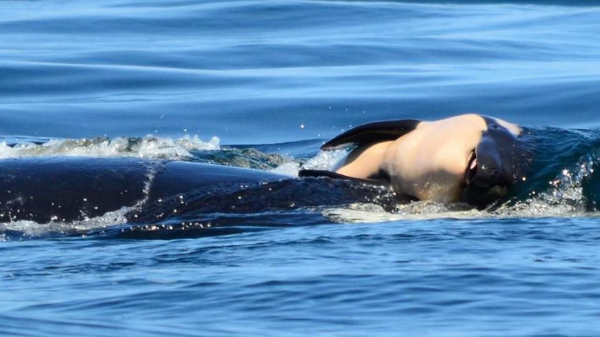 Tahlequah and her dead calf