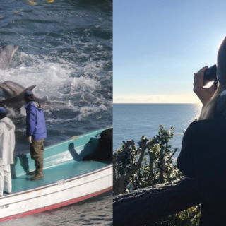 Dolphin Project’s Return to the Cove