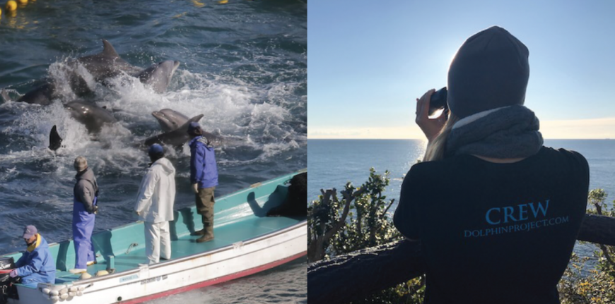 Dolphin Project’s Return to the Cove