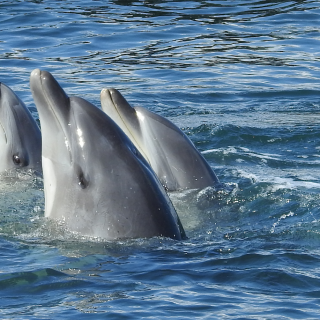 Dolphin Prostitution in the Name of Holiday Fun
