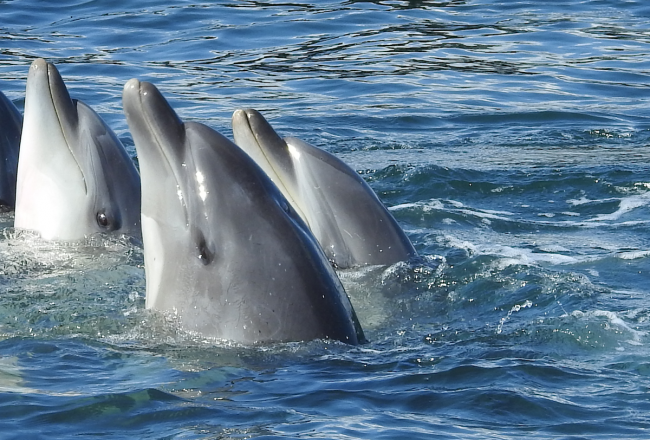 Dolphin Prostitution in the Name of Holiday Fun