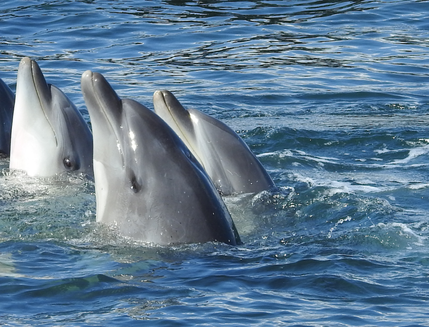 Dolphin Prostitution in the Name of Holiday Fun