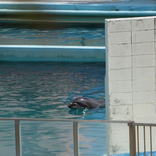 Bottlenose dolphin Honey abandoned in Inubosaki Marine Park Aquarium, city of Choshi in Chiba prefecture, Japan