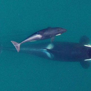 Scarlet/‘J50’ swims alongside her mother Slick/‘J16'