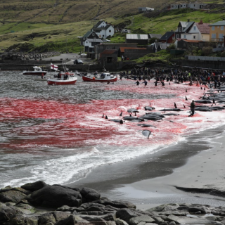 Faroese Pilot Whale Hunts