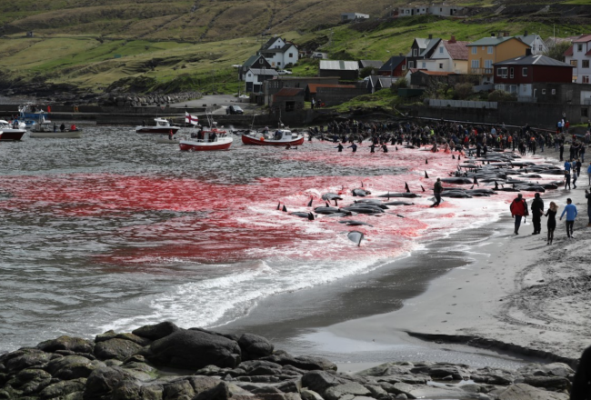 Faroese Pilot Whale Hunts