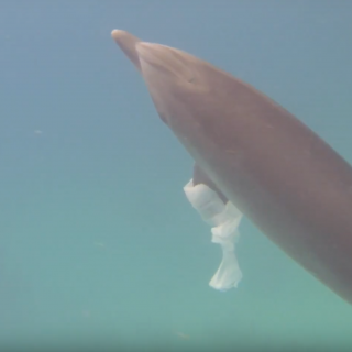 Wild bottlenose dolphin highlights oceanic pollution