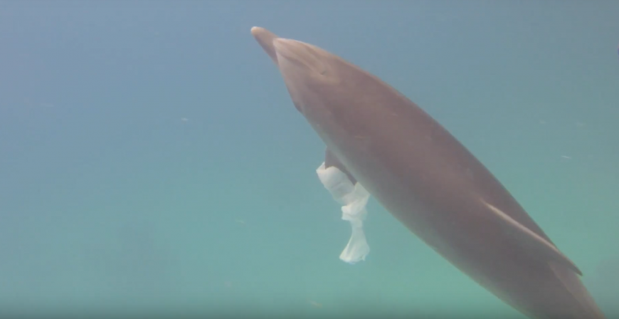 Wild bottlenose dolphin highlights oceanic pollution