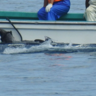 Risso’s dolphins slaughtered in first drive of the 2018/19 dolphin hunting season, Taiji, Japan.