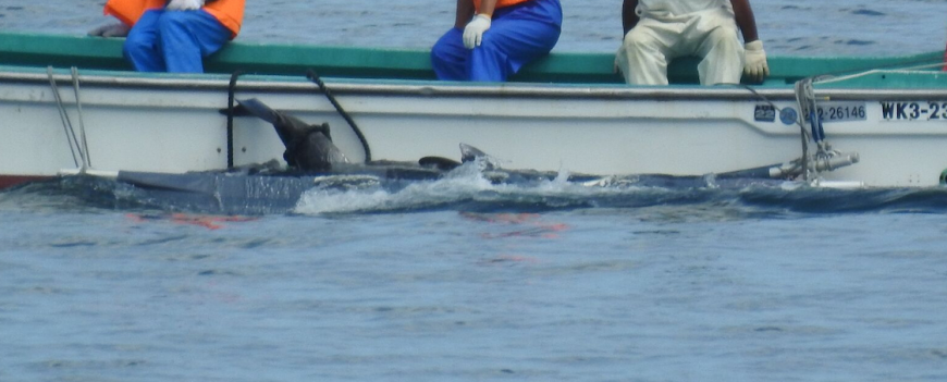 Risso’s dolphins slaughtered in first drive of the 2018/19 dolphin hunting season, Taiji, Japan.