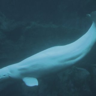 captive beluga whale