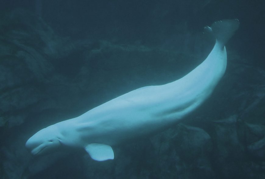 captive beluga whale