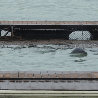 Captive dolphins swim amidst debris and muddy waters from Typhoon Trami- Dolphin Base, Moriura Bay, Taiji, Japan.
