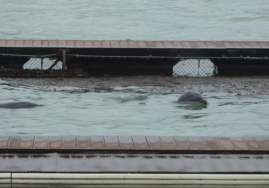 Captive dolphins swim amidst debris and muddy waters from Typhoon Trami- Dolphin Base, Moriura Bay, Taiji, Japan.
