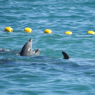 First Pod of Bottlenose Dolphins Captured in 2018-19 season, Taiji, Japan