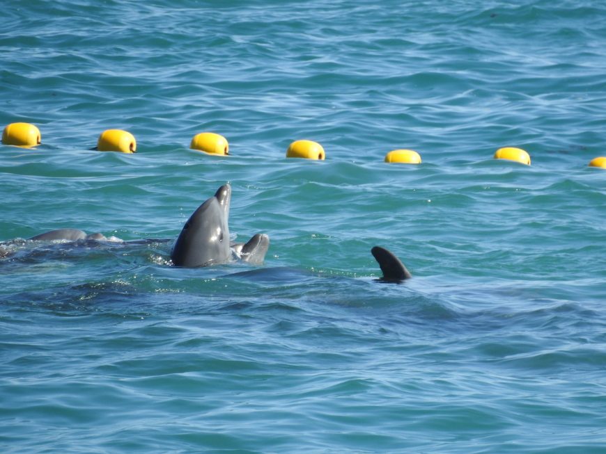 First Pod of Bottlenose Dolphins Captured in 2018-19 season, Taiji, Japan