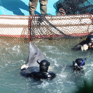 Bottlenose dolphin drive, Taiji, Japan