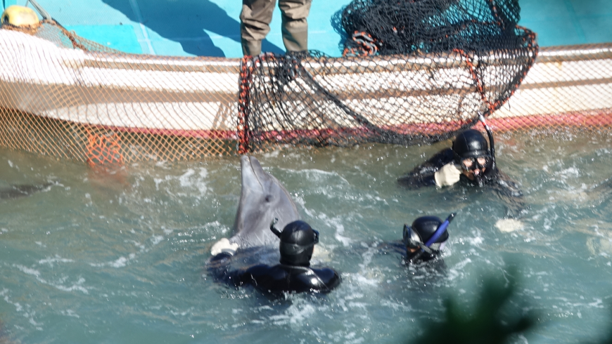 Bottlenose dolphin drive, Taiji, Japan