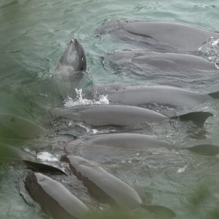 Melon-headed whale slaughter and captive selection, Taiji, Japan
