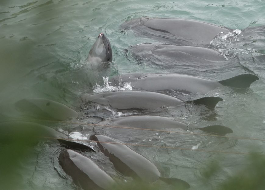 Melon-headed whale slaughter and captive selection, Taiji, Japan