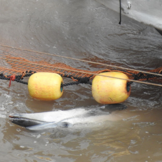 Striped Dolphin Slaughter, Taiji, Japan, 11-8-18