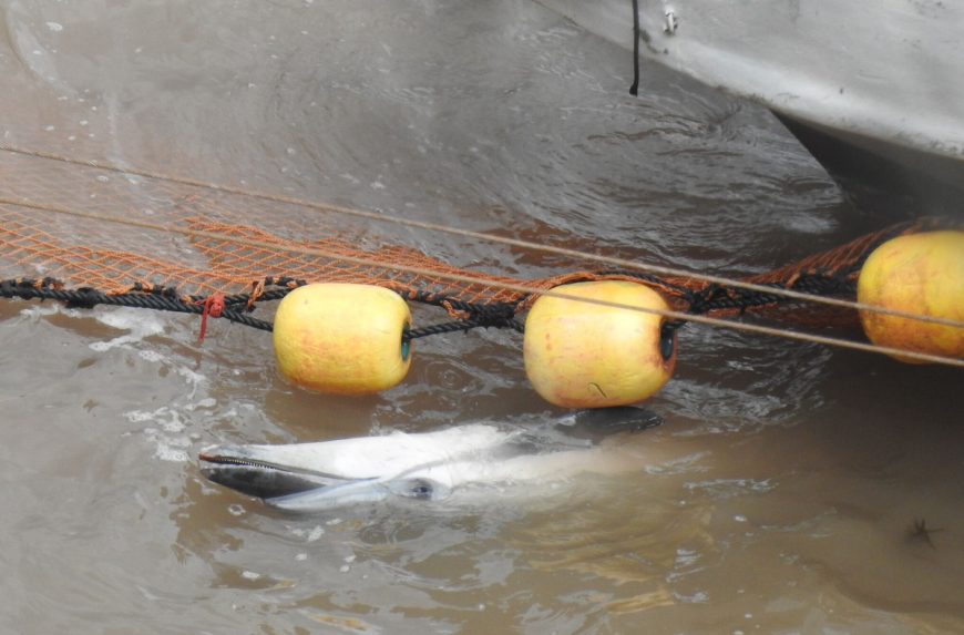 Striped Dolphin Slaughter, Taiji, Japan, 11-8-18