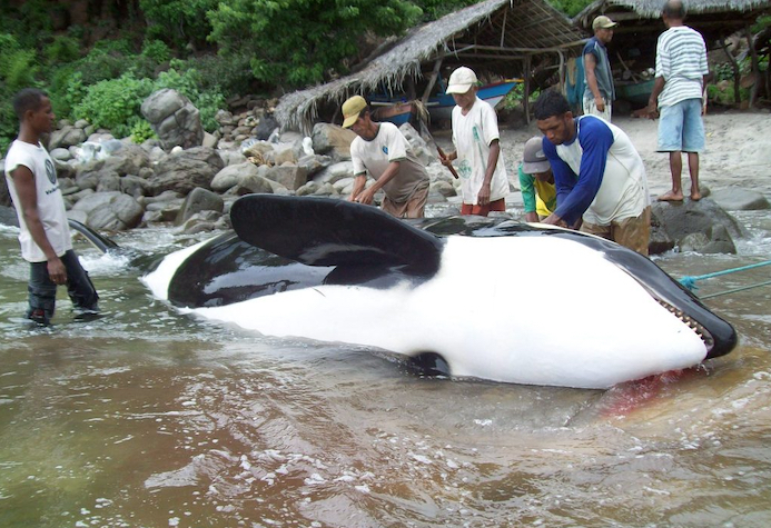 Since Dolphin Project exposed the killing of an entire orca family by fishermen in the village of Lamalera, positive steps have now been taken to end such slaughters.