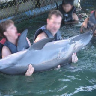 Dolphin Lodge Bali swim-with program