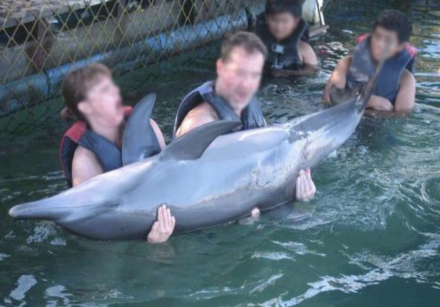 Dolphin Lodge Bali swim-with program