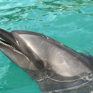 Captive bottlenose dolphin