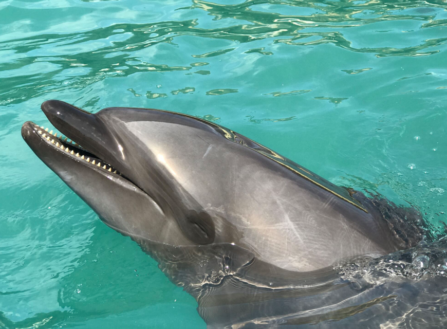 Captive bottlenose dolphin
