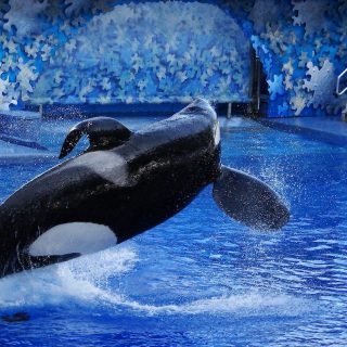 Tilikum: Creative Commons 3.0 License / Loadmaster (David R. Tribble)