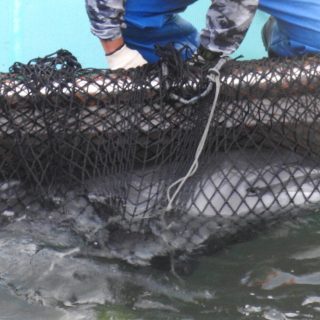 4 Days of Hell - Bottlenose Dolphin Drive, Taiji, Japan