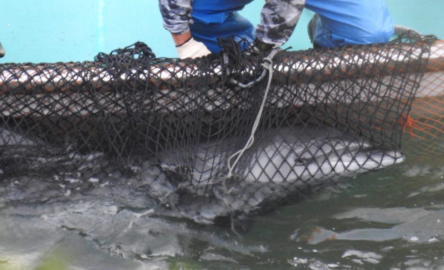 4 Days of Hell - Bottlenose Dolphin Drive, Taiji, Japan