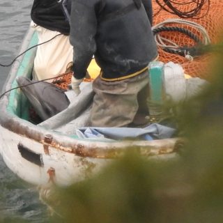 Young female calf dies in The Cove, Taiji, Japan