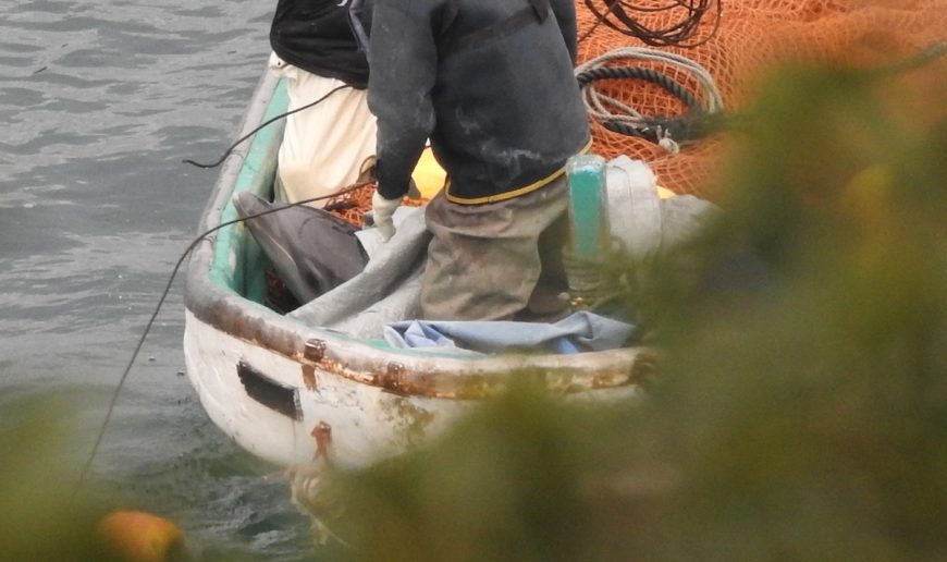 Young female calf dies in The Cove, Taiji, Japan