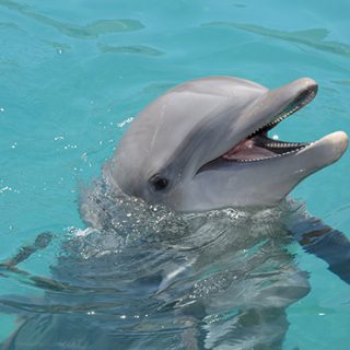 Bottlenose dolphin, credit: Dolphinaris Arizona