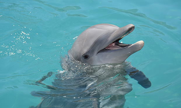 Bottlenose dolphin, credit: Dolphinaris Arizona