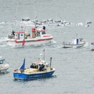 Whaling in the Faroe Islands: Creative Commons 3.0 License / EileenSanda
