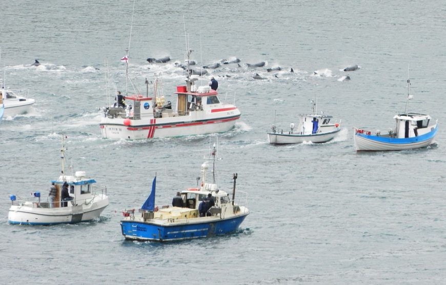 Whaling in the Faroe Islands: Creative Commons 3.0 License / EileenSanda