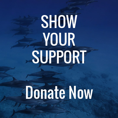 Support Dolphin Project Donate Today