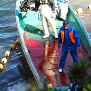 The blood of the dead: striped dolphin slaughter, Taiji, Japan