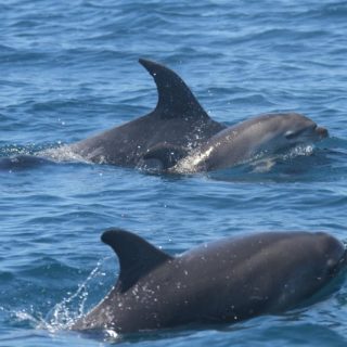 Dead bottlenose calf carried by mother.